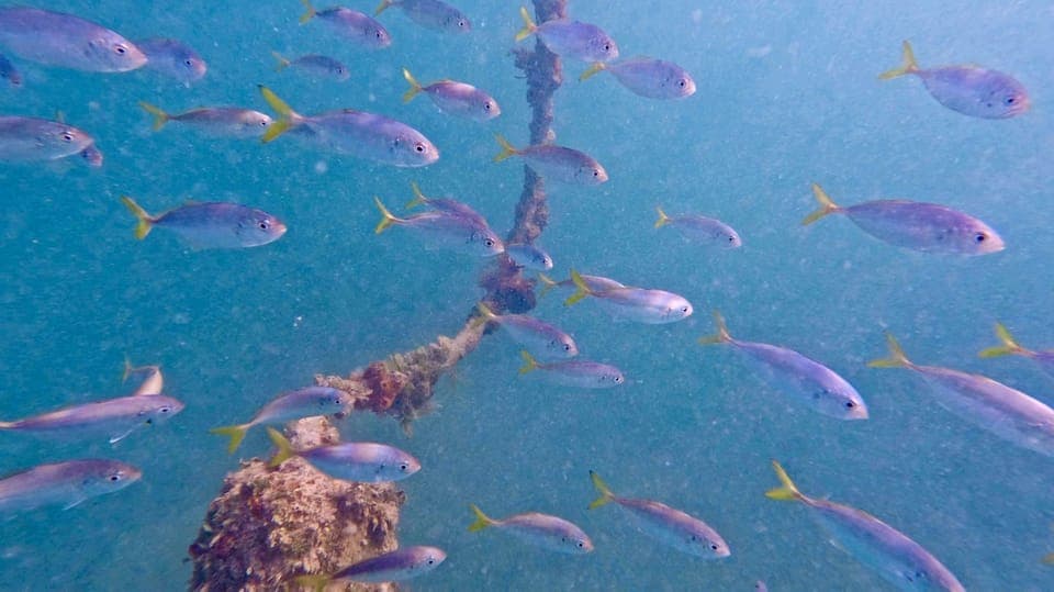 West Palm Beach: Beginner Scuba Diving Adventure with Videos Gallery Image 4