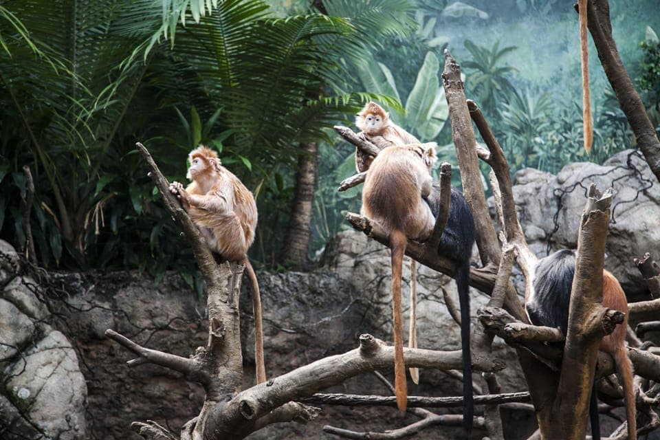 Skip-the-line Tickets to Bronx Zoo with Private Transfers Gallery Image 4