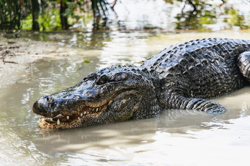 Gatorland Skip-the-Line Ticket Gallery Image 3