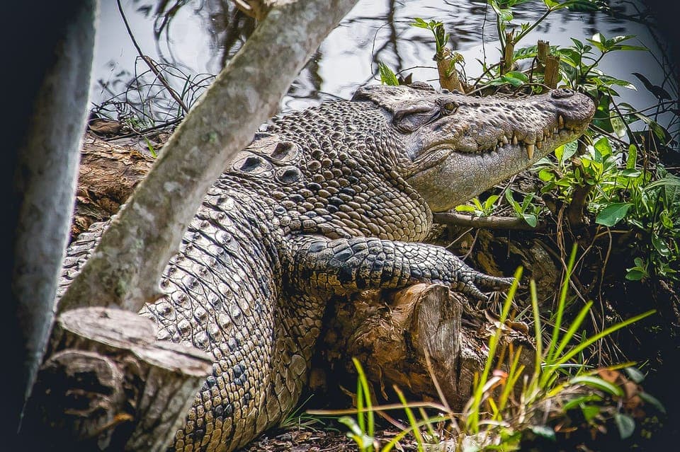 Everglades Safari Park Airboat Tour Gallery Image 4