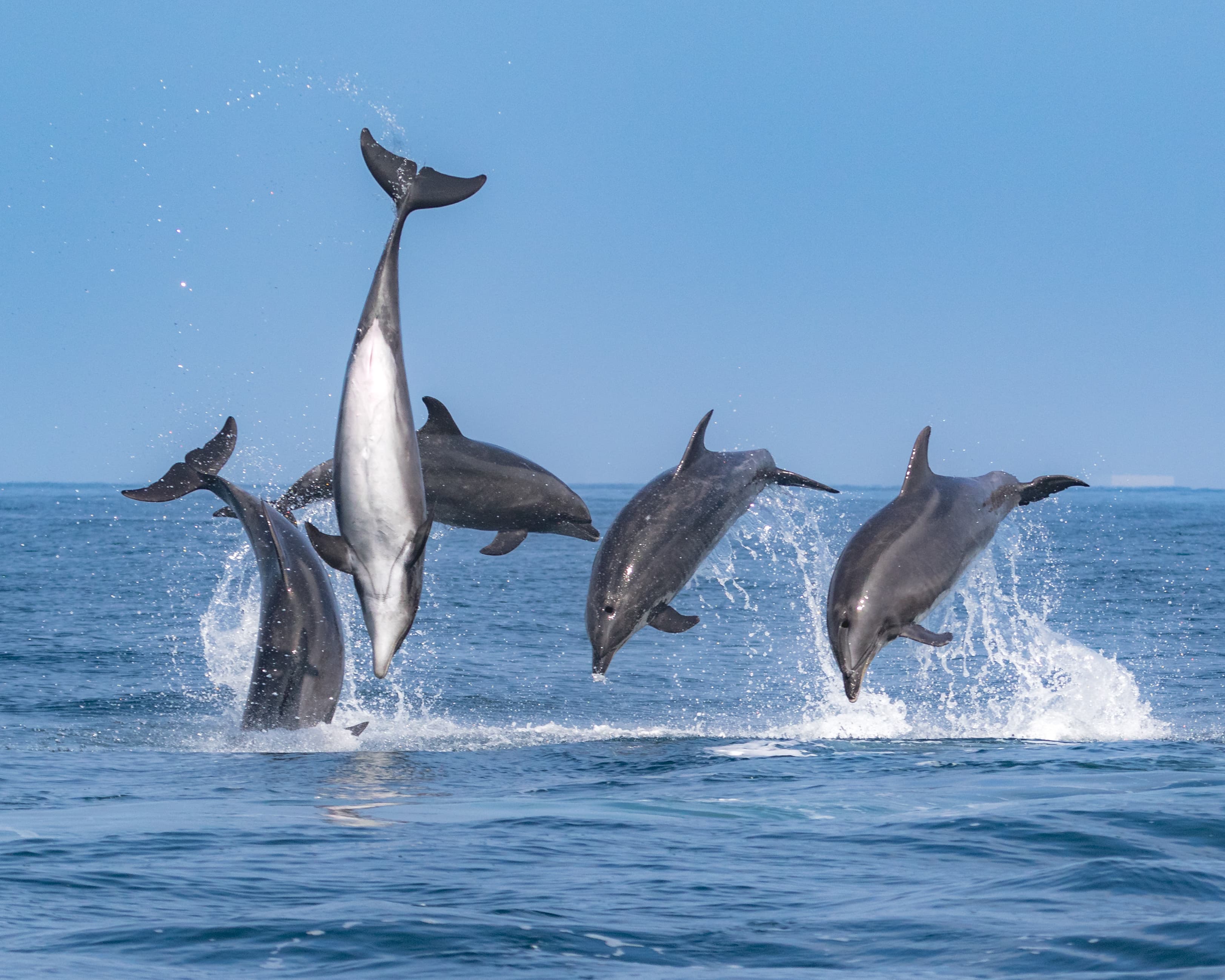 Whale Watching and Dolphin Cruises Gallery Image 4