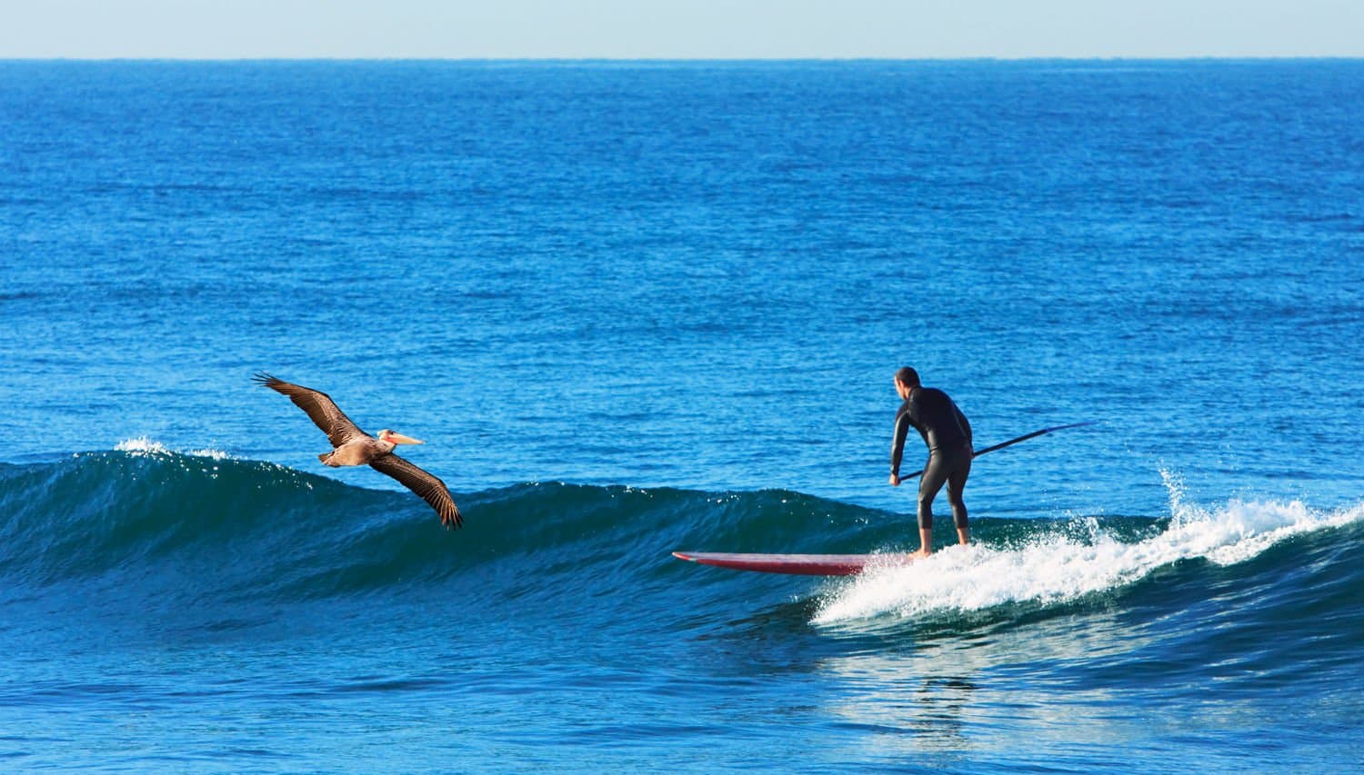 La Jolla Stand Up Paddle Board Rental Gallery Image 1