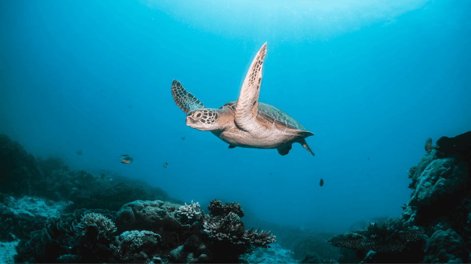 From Dubai: Discovery Scuba Diving & Snorkeling In Fujairah Gallery Image 3