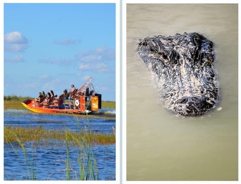 Everglades Eco Experience with Airboat Ride Gallery Image 2