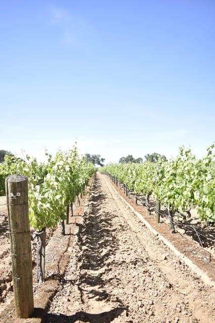 Lodi: Wine Tasting Tour Private Customized 1 -14 Group Gallery Image 1