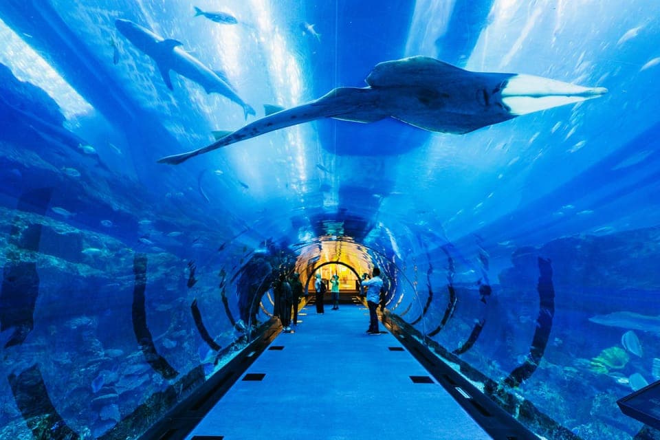 Aquarium & Burj Khalifa Levels 124 & 125 Combo Ticket Gallery Image 3