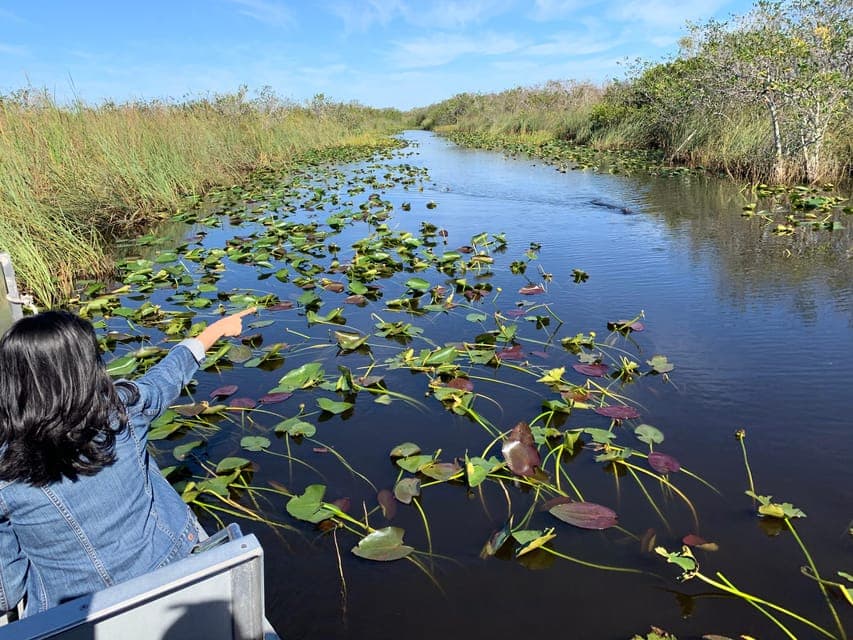 Everglades Airboat, Photo & Gator Experience Gallery Image 2