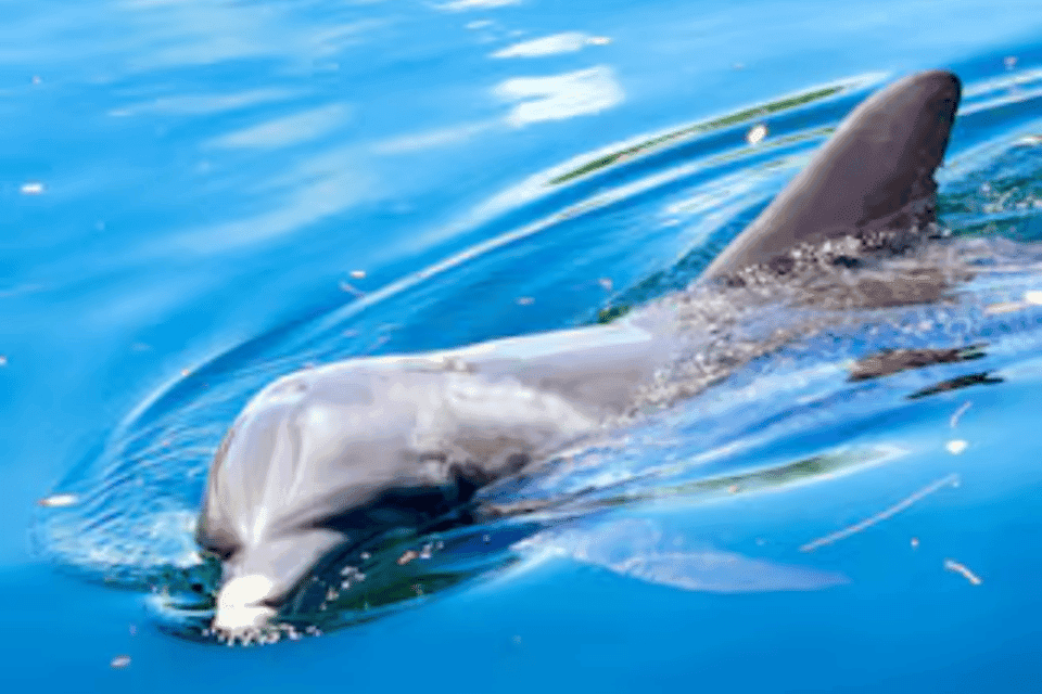 10. Dolphin Clear Kayak or Paddle Board Adventure - Image 10