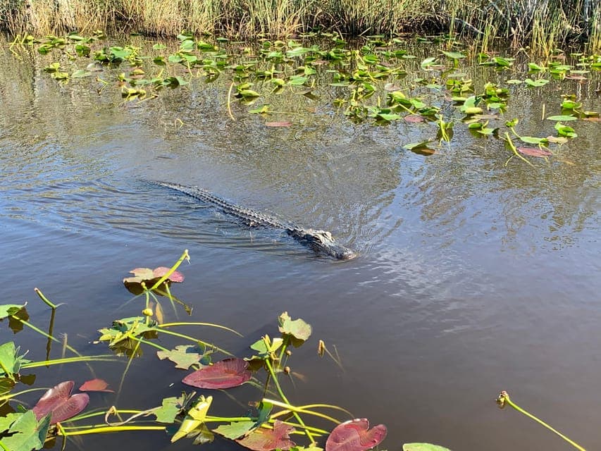 Everglades Eco Experience with Airboat Ride Gallery Image 4