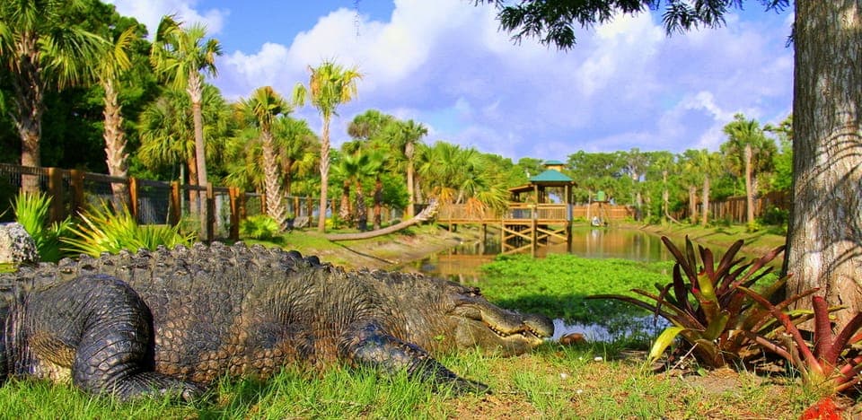 Wild Florida Park Ticket and Gator Shows Gallery Image 2