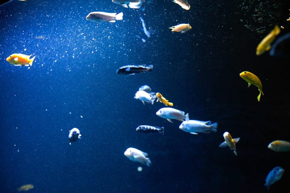 London Zoo: Entry Ticket Gallery Image 4