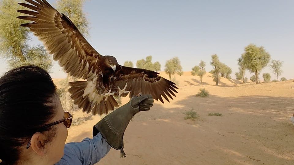 Private Falconry Safari Gallery Image 4