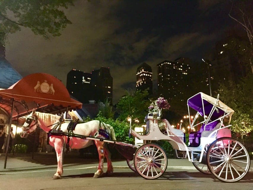 Carriage Ride in Central Park Gallery Image 3