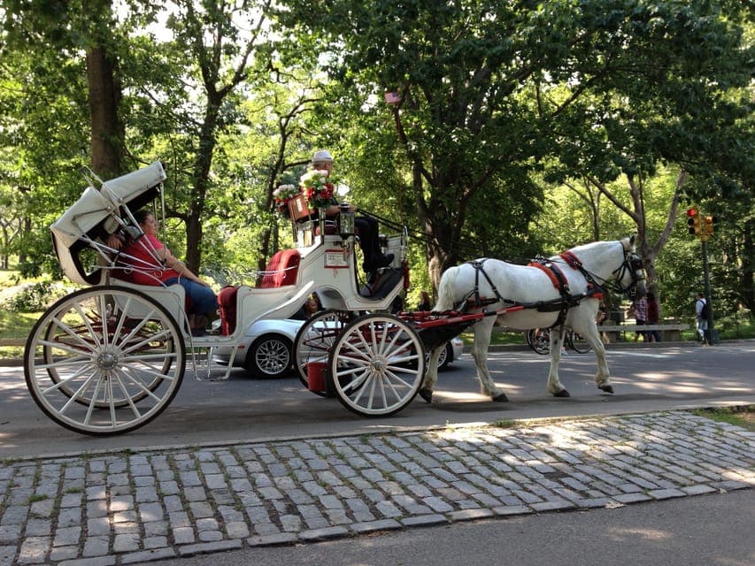 Carriage Ride in Central Park Gallery Image 4