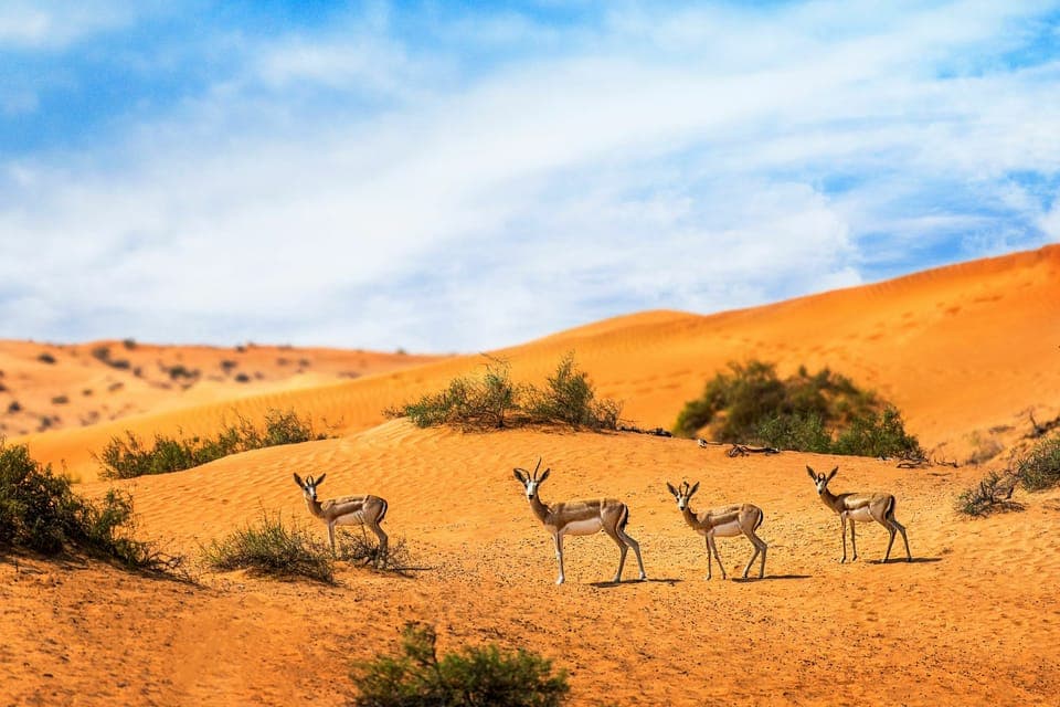 Dubai Desert Morning Drive with Wildlife Experience Gallery Image 2