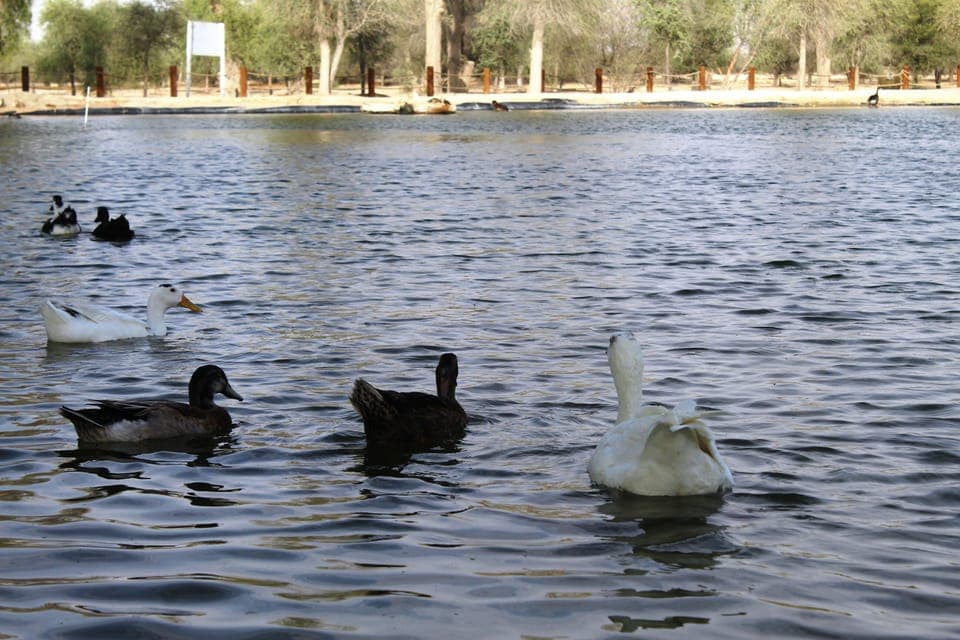 Dubai Desert Morning Drive with Wildlife Experience Gallery Image 3