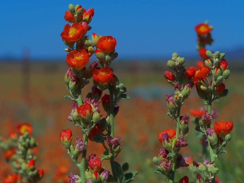 Small-Group Grand Canyon South Rim Sunset Tour Gallery Image 3