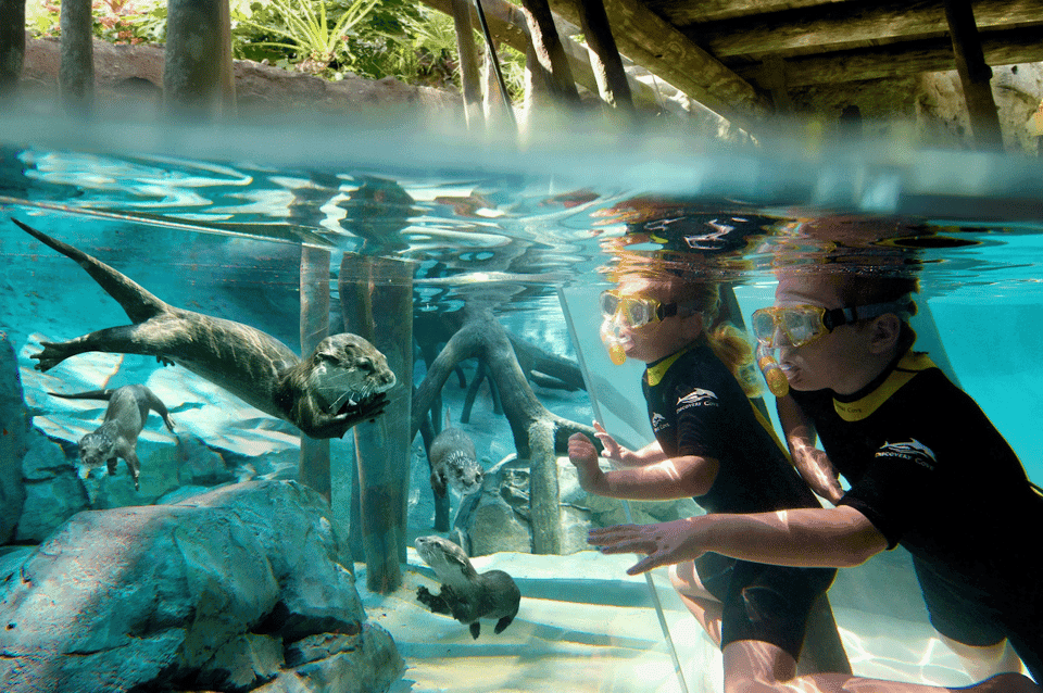 Discovery Cove Admission Ticket & Additional Parks - Image NaN