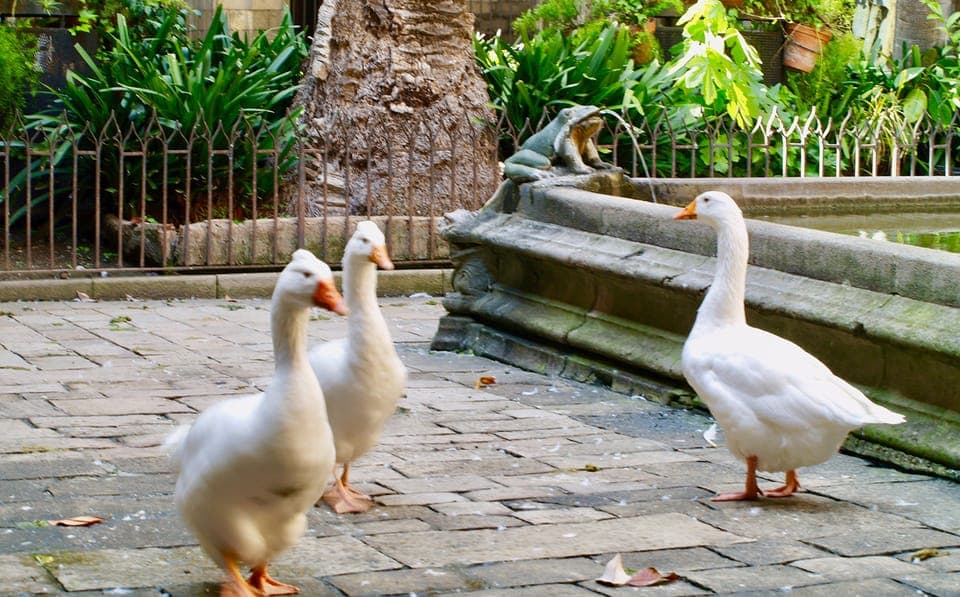 Cathedral of Barcelona Entry Ticket Gallery Image 4