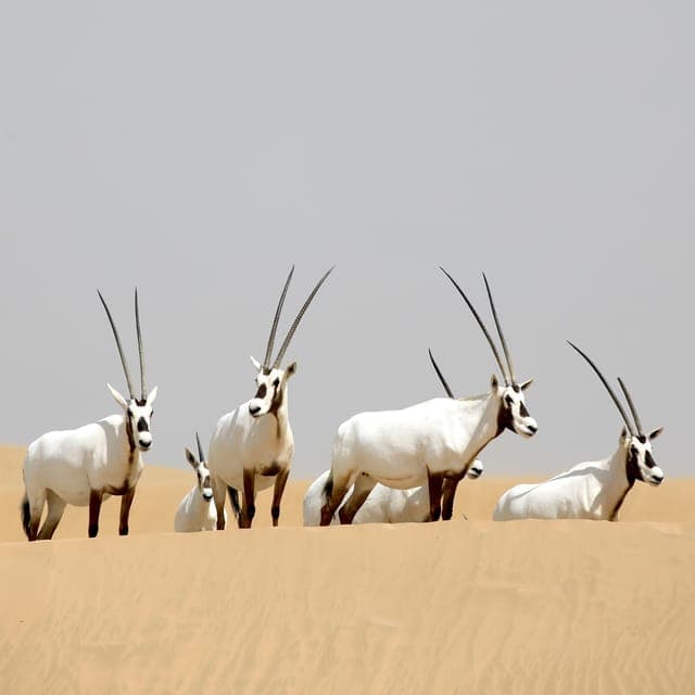 Al Marmoom Oasis Safari, Animal Spotting & Breakfast Gallery Image 3