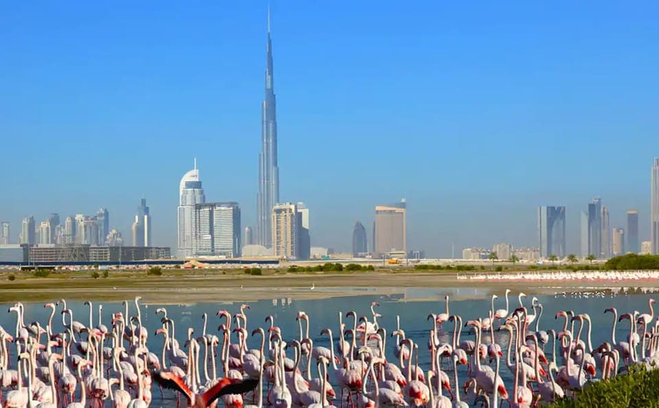 10. Ras Al Khor Wildlife Sanctuary with Dubai City Tour - Image 10