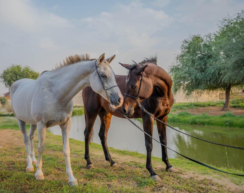Al Marmoom Oasis Horse Riding Experience with Snack Gallery Image 4
