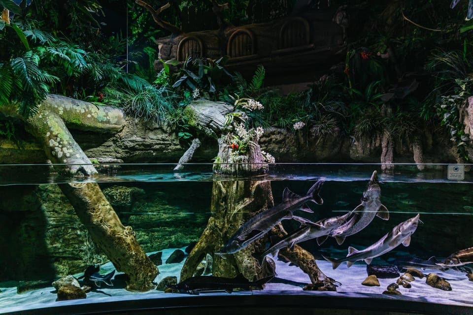 Aquarium & Burj Khalifa Levels 124 & 125 Combo Ticket Gallery Image 4