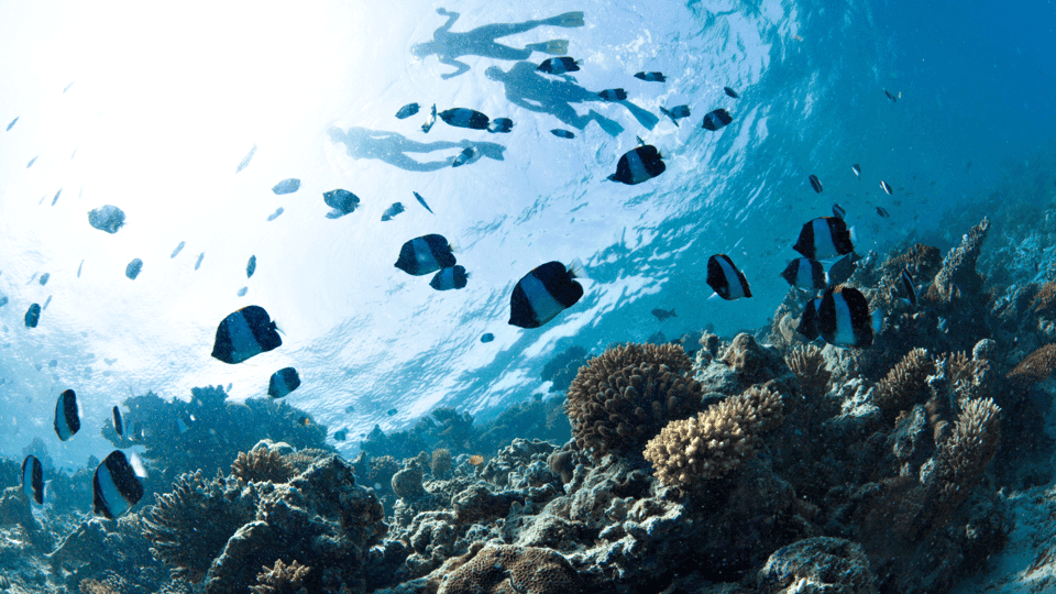 From Dubai: Discovery Scuba Diving & Snorkeling In Fujairah Gallery Image 4