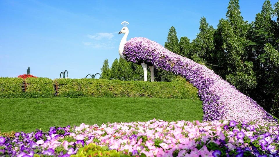 Private Dubai Frame & Miracle Garden Trip with Transfer Gallery Image 4
