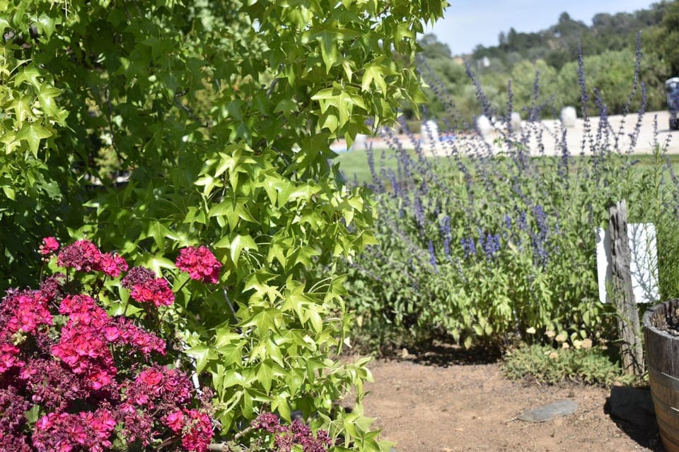 Lodi: Wine Tasting Tour Private Customized 1 -14 Group Gallery Image 3