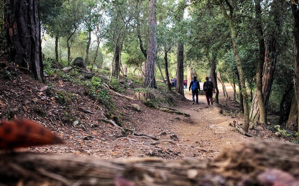 Barcelona Secret Forest: Nature Hike & Best Views Gallery Image 2