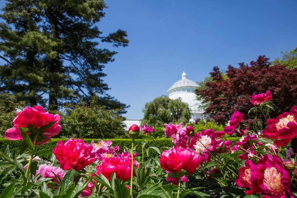 New York Botanical Garden Pass with Orchid Show Option Gallery Image 1