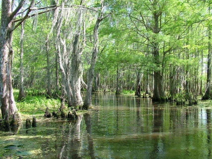 2. Honey Island Swamp Boat Tour with a Guide - Image 2