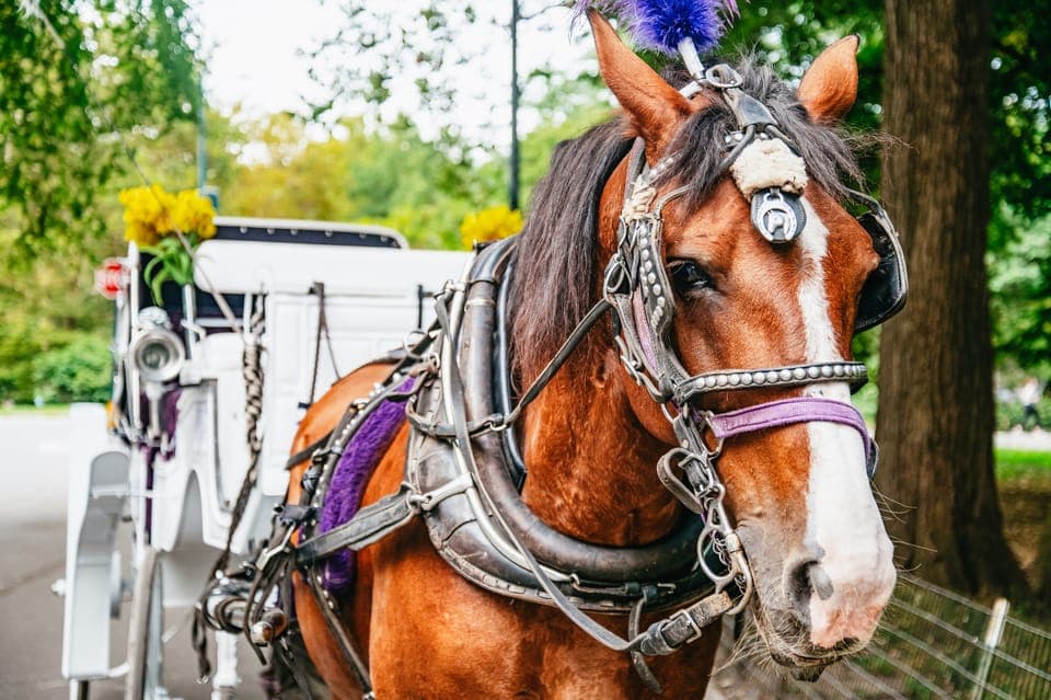 Guided Central Park Horse Carriage Ride Gallery Image 3