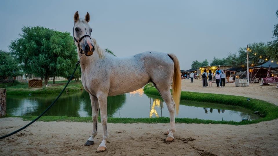 18. Al Marmoom Oasis Horse Riding Experience with Snack - Image 18