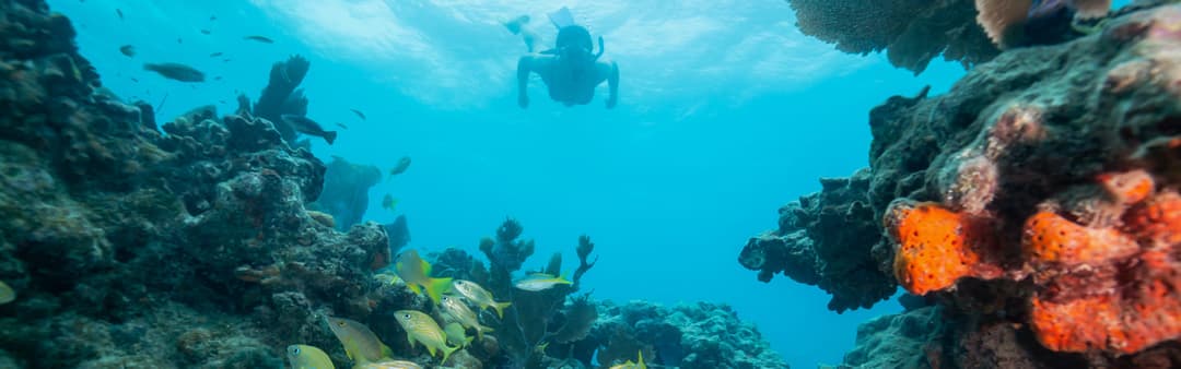 8. Reef Snorkel Sunrise - Image 8